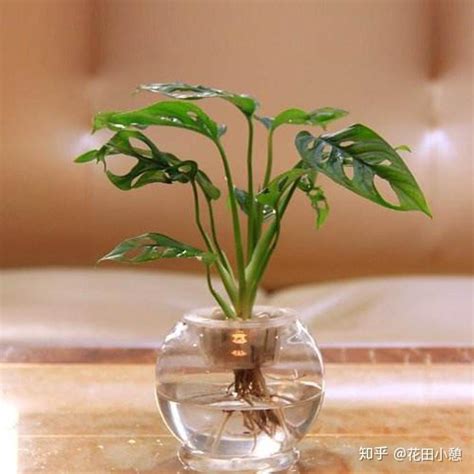 水培植物有哪些|【7大高颜值水培植物推荐】